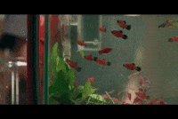 Ustheseries GIF