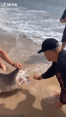 cuteanimalland giphyupload GIF