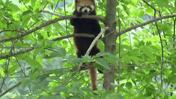 Red Panda Clambers Through Thin Branches