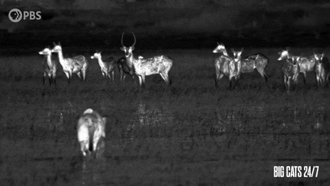 Watching Season 2 GIF by PBS