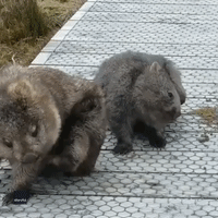 Itchy and Scratchy: Wombat Mother and Baby Scratch Simultaneously at Cradle Mountain