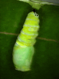 Molting Time Lapse GIF by Ansel Oommen