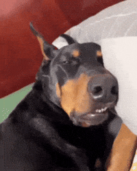 Tired Sleep GIF