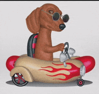 Niche Doberman GIF