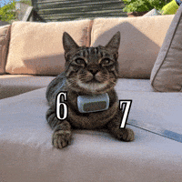 6 7 Cat GIF
