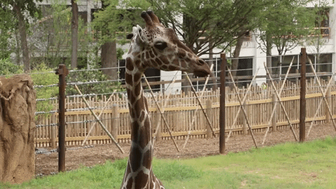 Atlanta Atl GIF by ZooATL