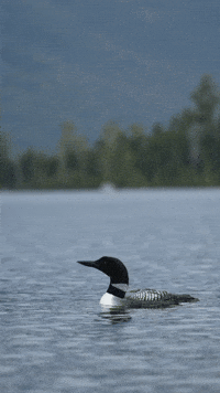 Common Loon Bird GIF by PureADK