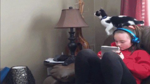 cats fails GIF by America's Funniest Home Videos