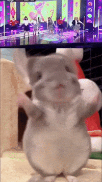 Chinchilla Sue GIF