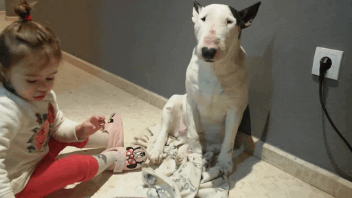 bull plays GIF