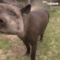 WDRLokalzeitDortmund tongue dortmund wdr bah GIF