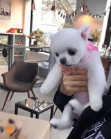 Real Dog Is Terrified of Toy Dog
