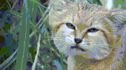 eat wild cat GIF