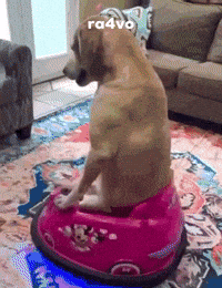 Dog Kurdistan GIF