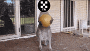 Drop Dissapointing GIF by OKX TR