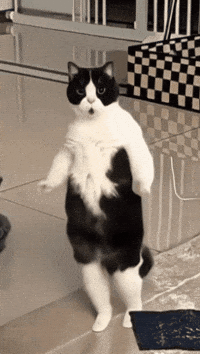 Abugif GIF
