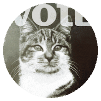 cat usa STICKER by appikiko