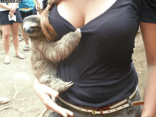 ice age sloth GIF by Cheezburger