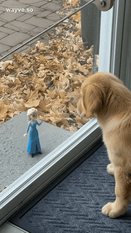 Cats Feels GIF by Darwin