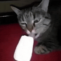 cat brain GIF by ViralHog