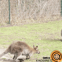 Jump Go GIF by SWR Kindernetz