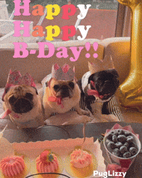 Happy Birthday Pug GIF