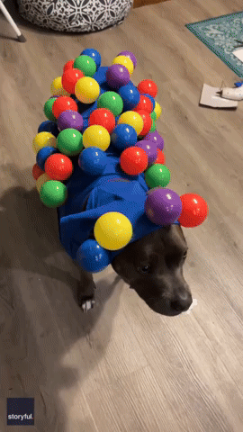 Pitbull Goes Viral With 'Ball Pit' Halloween Costume