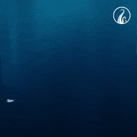 the deep turtle GIF by The Deep (Series)