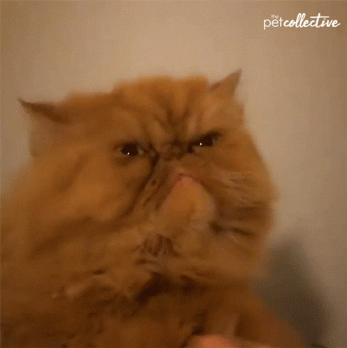 Angry Cat 1Gif GIF by memecandy