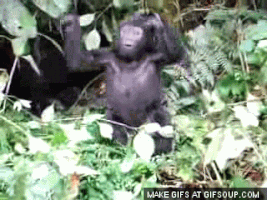 ape GIF