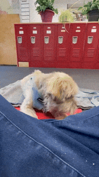 Dog Training Sftd GIF by SchoolForTheDogs
