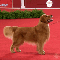 Golden Retriever Waiting GIF by American Kennel Club