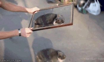 frame GIF by Cheezburger