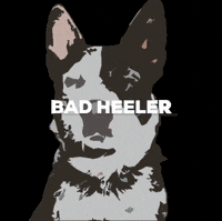 badheeler blueheeler cattledog australiancattledog badheeler GIF