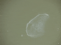 Education Biology GIF by DIIMSA Stock