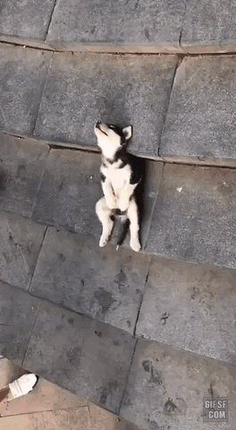 cuteanimalland giphyupload GIF
