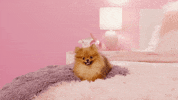 loren gray GIF