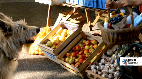 dog shopping GIF by SWR Kindernetz