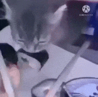 Cat Eating GIF