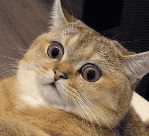 anthonyquintano giphyupload cat eyes pets GIF