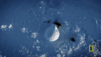 natgeochannel life below zero GIF