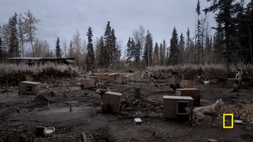 life below zero GIF by National Geographic Channel