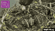 exploreorg love nature animal organic GIF