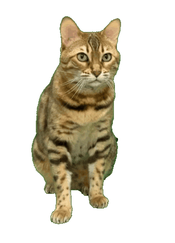 Cute Cat Sticker by Kitty Fuchs