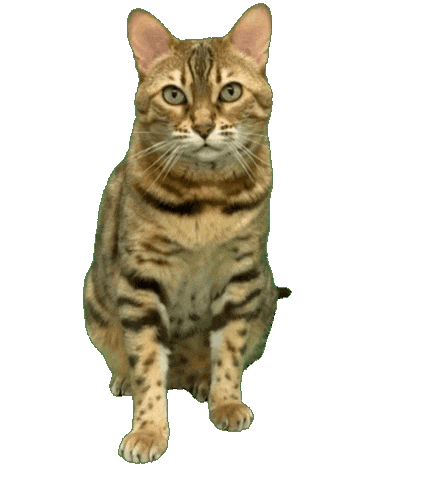 Bengal Cat Shopping Sticker by Kitty Fuchs