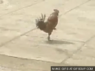 rooster GIF