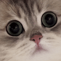honeytofu cat stare tofucat honey tofu honeytofu GIF