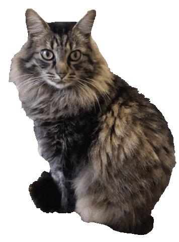 Cat What Sticker