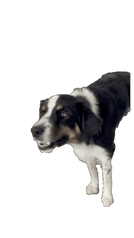 franzhof giphyupload dog hof officedog Sticker