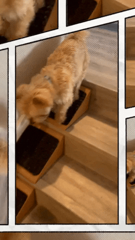 stairwedge giphyupload GIF